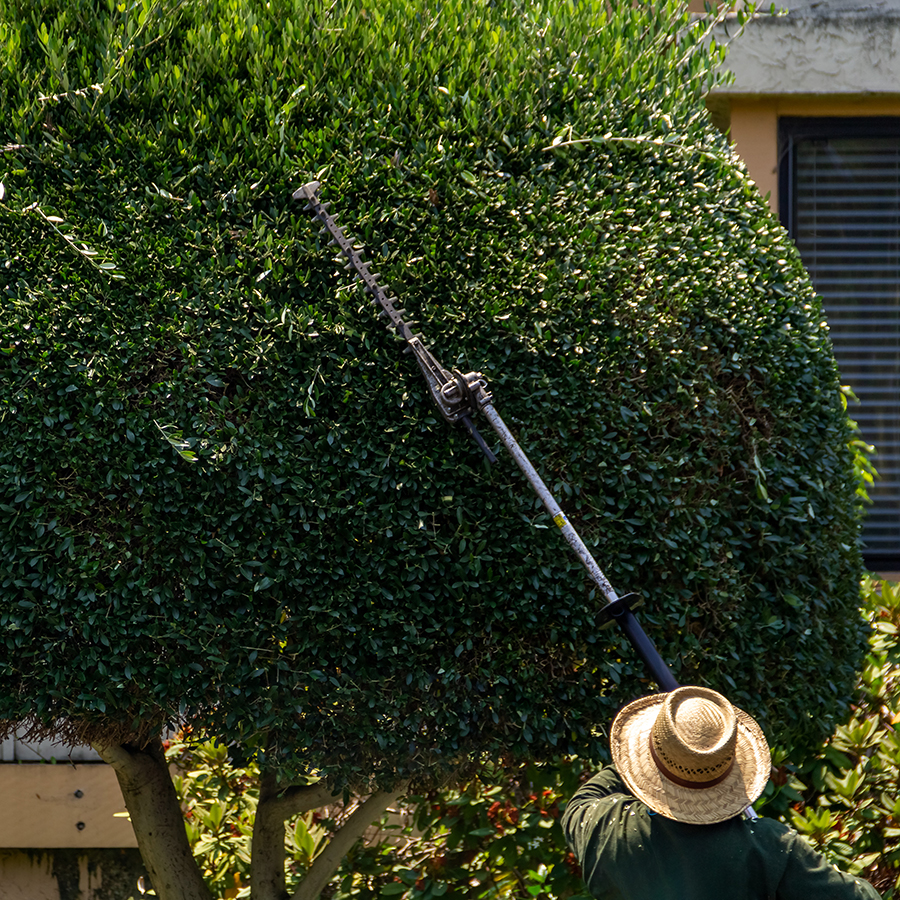 Taille de haie Sherbrooke Magog